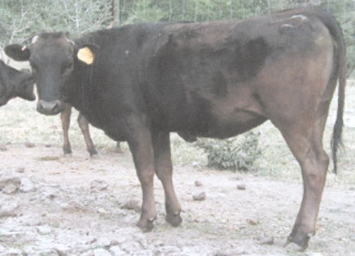 Picture of RSC MS Fuku-Mich Eve 2691